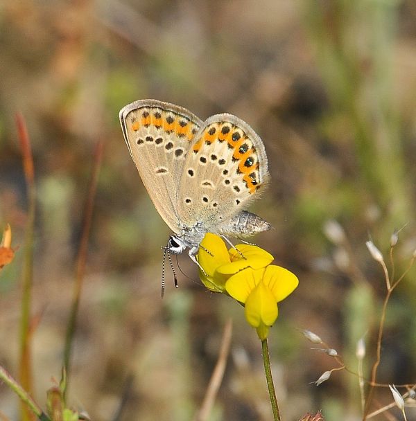 Plebejus sp. (argus o idas), Lycaenidae