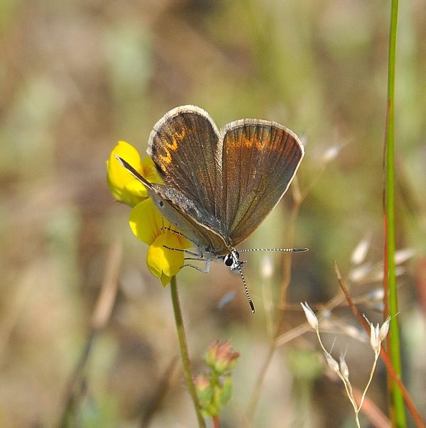 Plebejus sp. (argus o idas), Lycaenidae