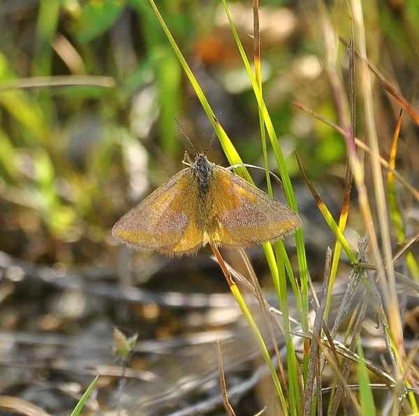 Lepidottero da identificare - Lythria cruentaria, Geometridae
