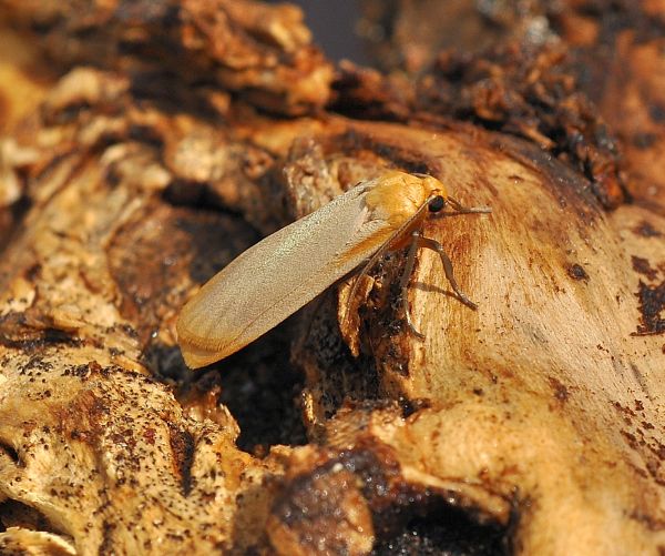 Eilema depressa? S�