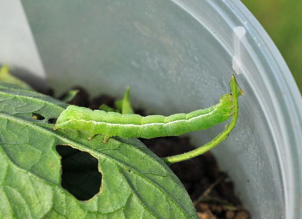 bruchi sui pomodori - Chrysodeixis chalcites