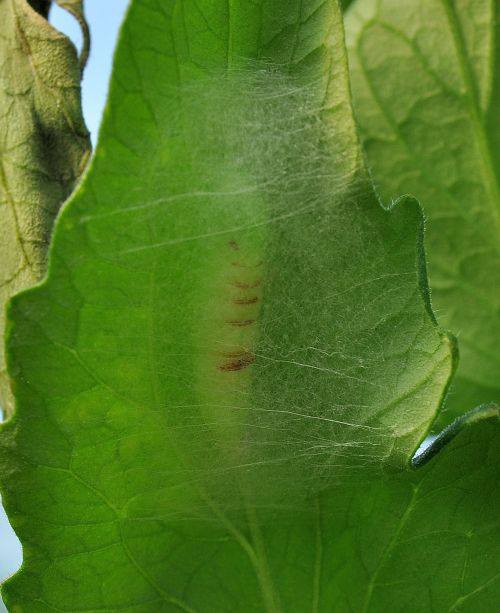 bruchi sui pomodori - Chrysodeixis chalcites