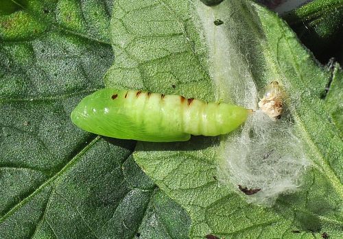 bruchi sui pomodori - Chrysodeixis chalcites