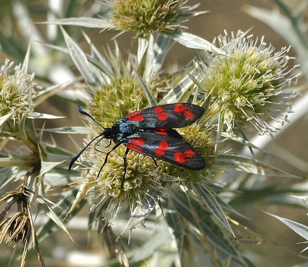 Steppa di serpentino a Mohelno in Moravia