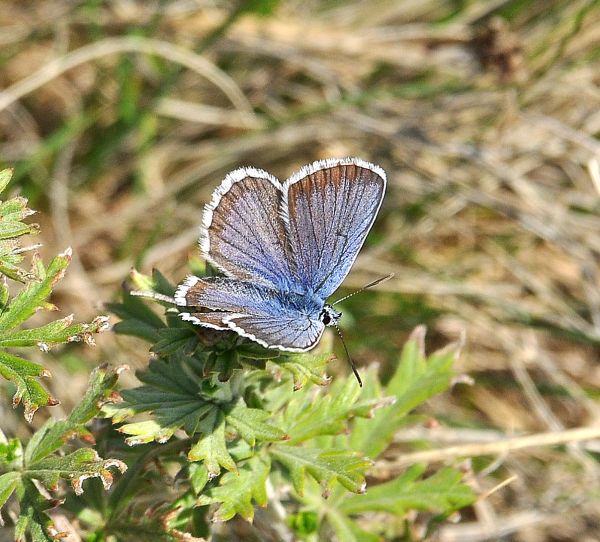 Steppa di serpentino a Mohelno in Moravia