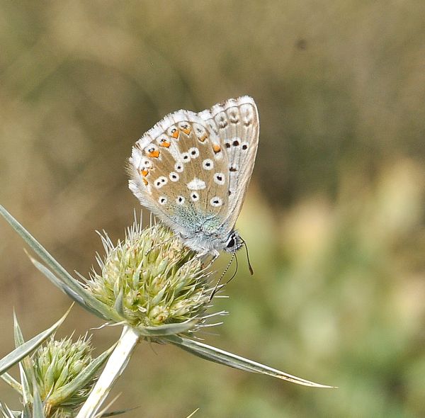 Steppa di serpentino a Mohelno in Moravia