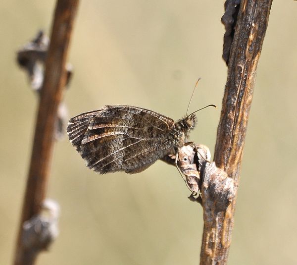 Steppa di serpentino a Mohelno in Moravia