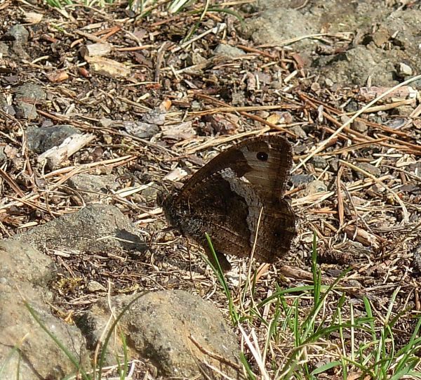 Steppa di serpentino a Mohelno in Moravia