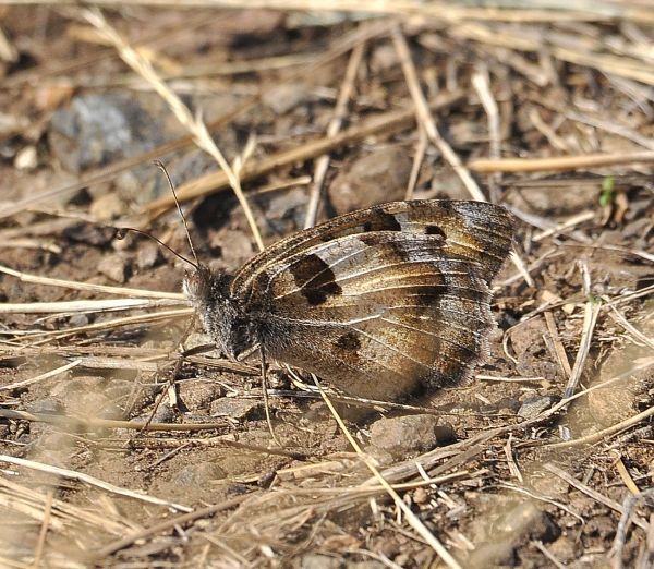 Steppa di serpentino a Mohelno in Moravia