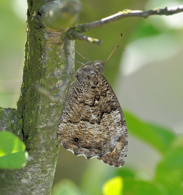 Steppa di serpentino a Mohelno in Moravia