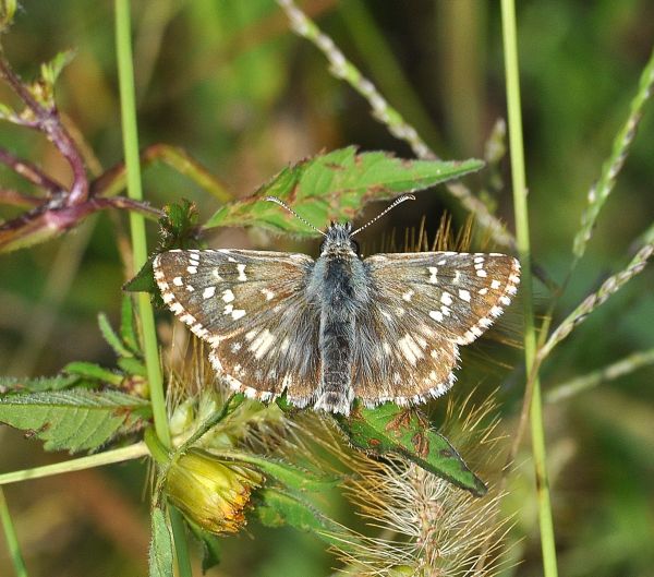 Pyrgus malvoides?