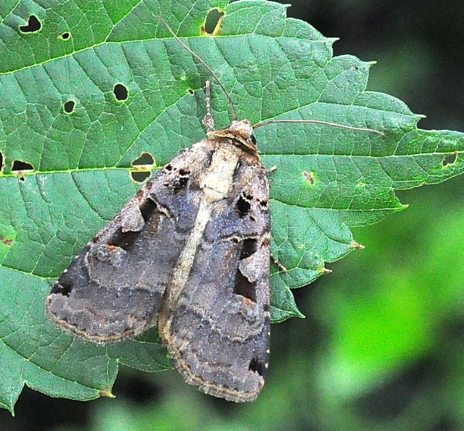 Xestia triangulum, X. c-nigrum e Diarsia rubi - Noctuidae