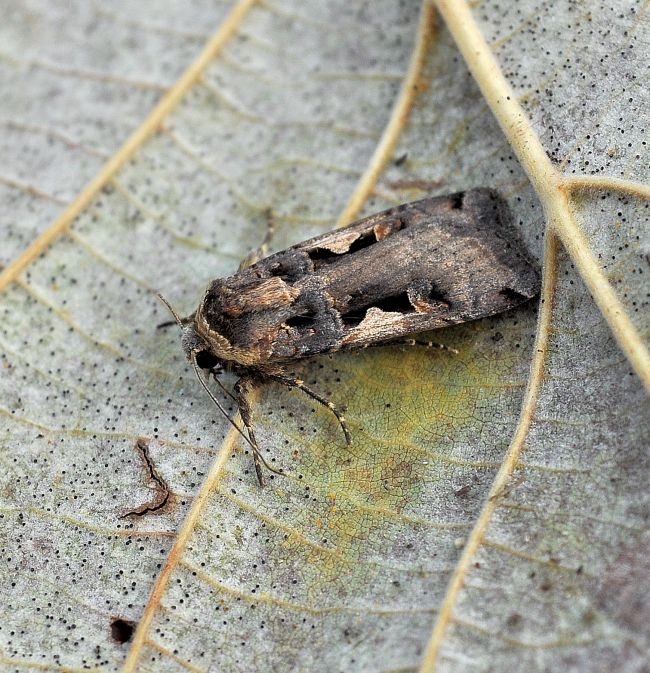 Xestia triangulum, X. c-nigrum e Diarsia rubi - Noctuidae