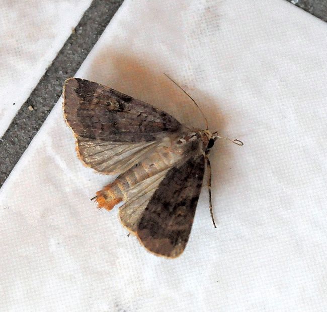 Xestia triangulum, X. c-nigrum e Diarsia rubi - Noctuidae