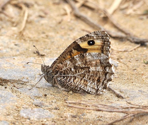 Hipparchia semele con un passeggiero