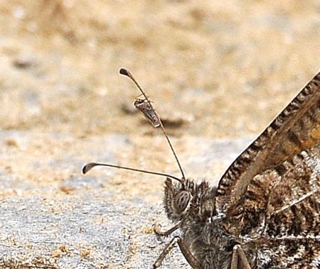 Hipparchia semele con un passeggiero