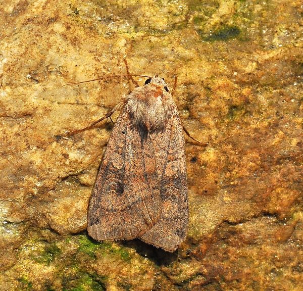 aiuto id due Noctua