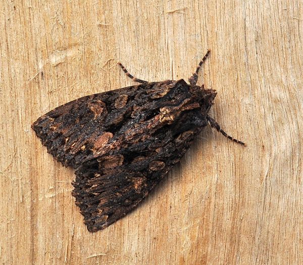 Mniotype adusta ?