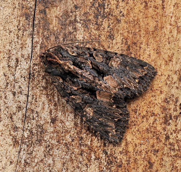 Mniotype adusta ?