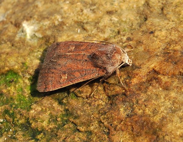 Xestia xanthographa ?