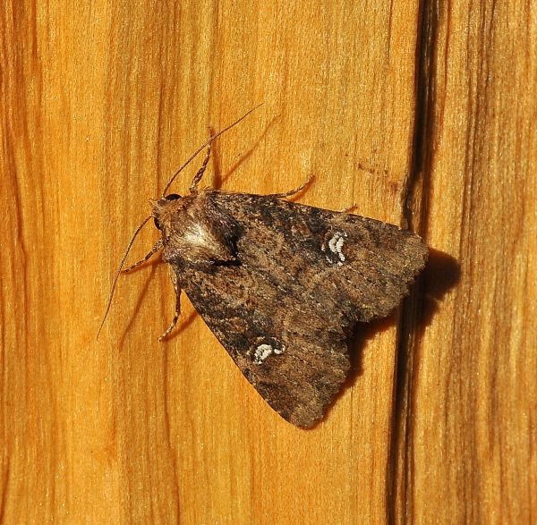 Apamea scolopacina? No, Mesapamea sp. (Noctuidae)