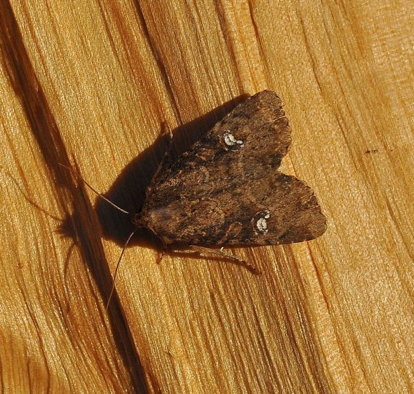 Apamea scolopacina? No, Mesapamea sp. (Noctuidae)