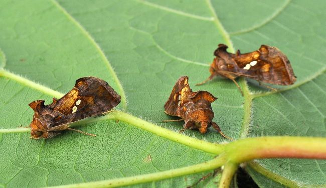 bruchi sui pomodori - Chrysodeixis chalcites