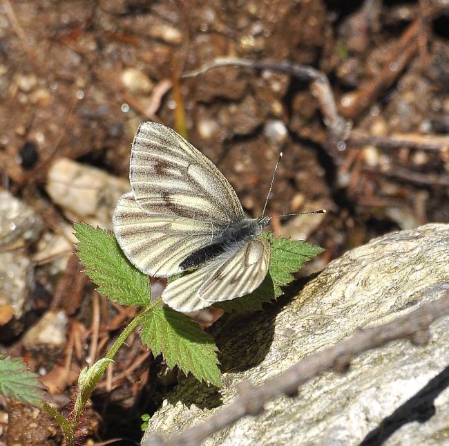 Pieris bryoniae ? Si, femmina!