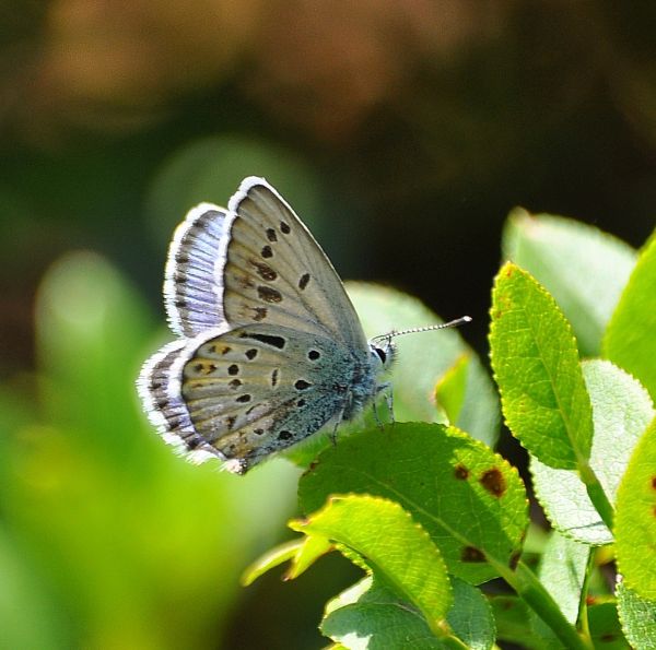 Un ibrido? Aberrazione di Plebejus (Plebejus) idas, Lycaenidae