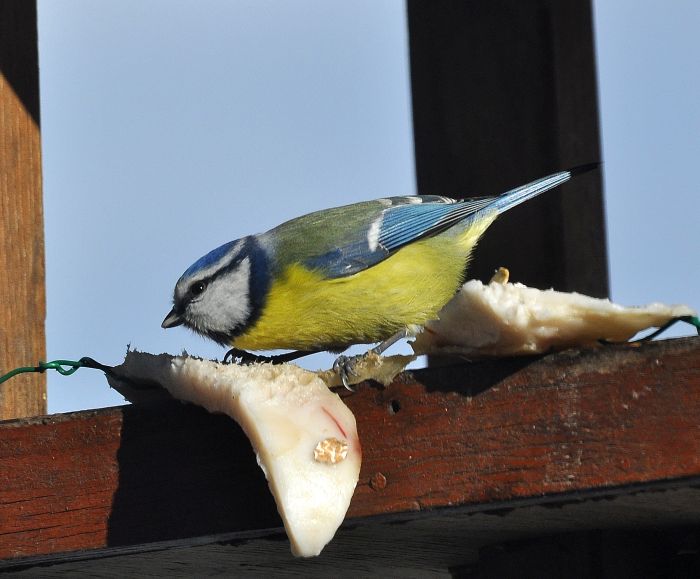 cinciarella in luce giusta