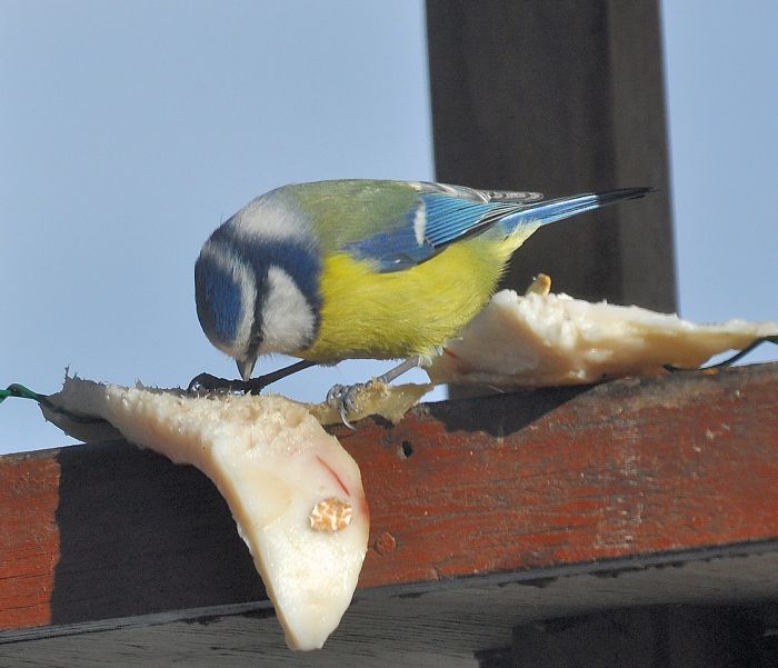 cinciarella in luce giusta