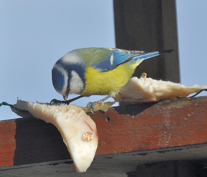 cinciarella in luce giusta