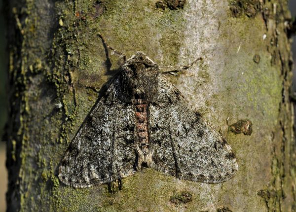 le speranze stanno salendo - Phigalia pilosaria