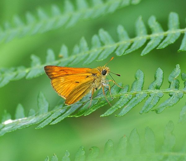 Ochlodes sylvanus? S