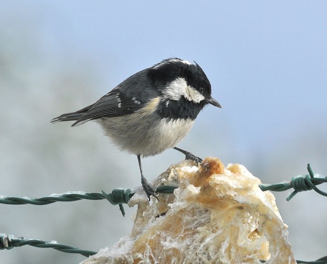 Cincia mora  (Periparus ater)