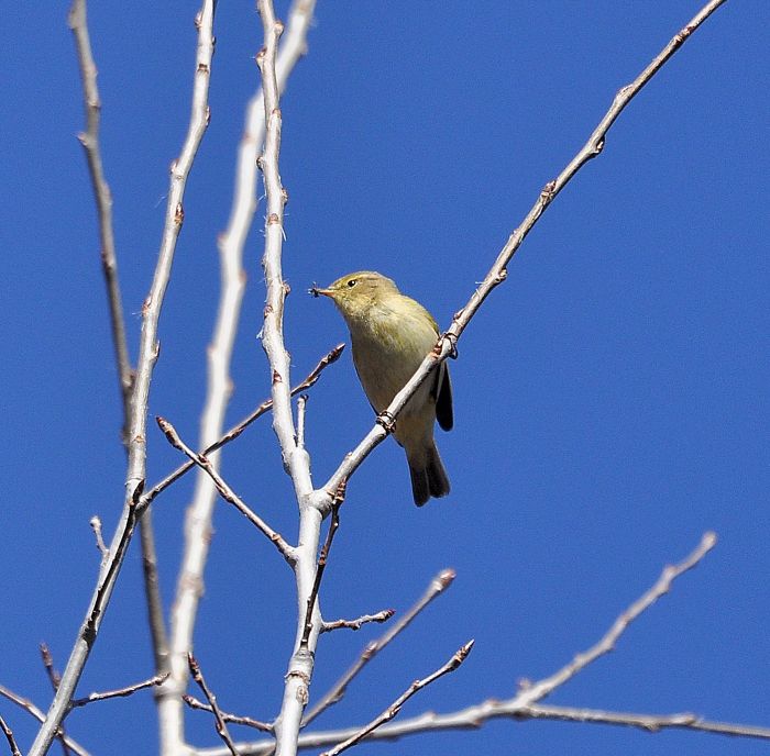 Lu piccolo (Phylloscopus collybita)