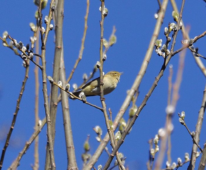 Lu piccolo (Phylloscopus collybita)