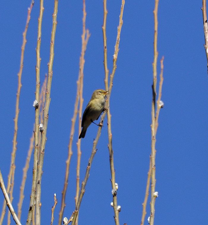 Lu piccolo (Phylloscopus collybita)