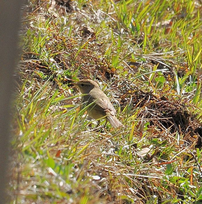 Lu piccolo (Phylloscopus collybita)