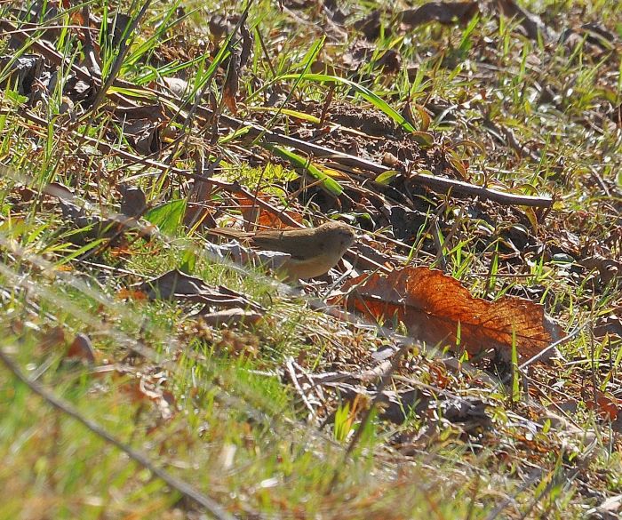 Lu piccolo (Phylloscopus collybita)