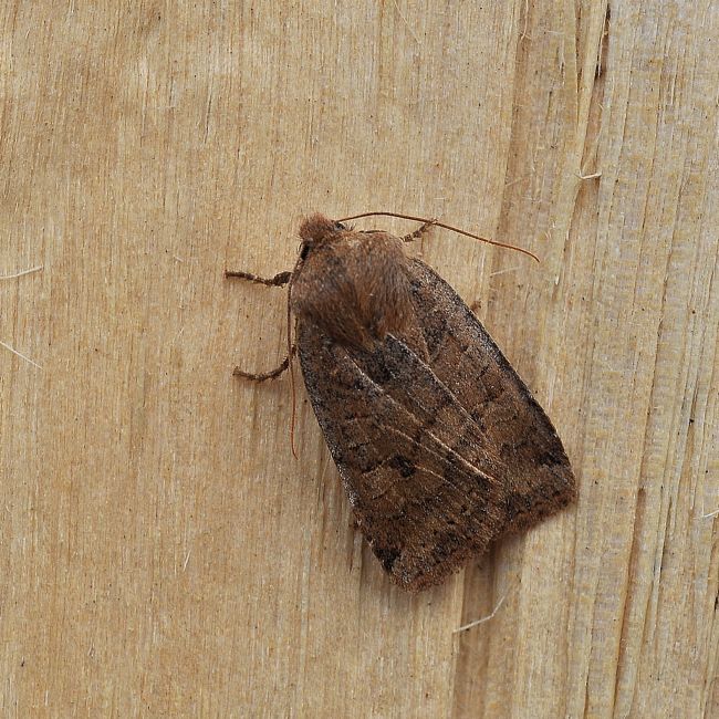 Noctuidae - Conistra (Conistra) vaccinii
