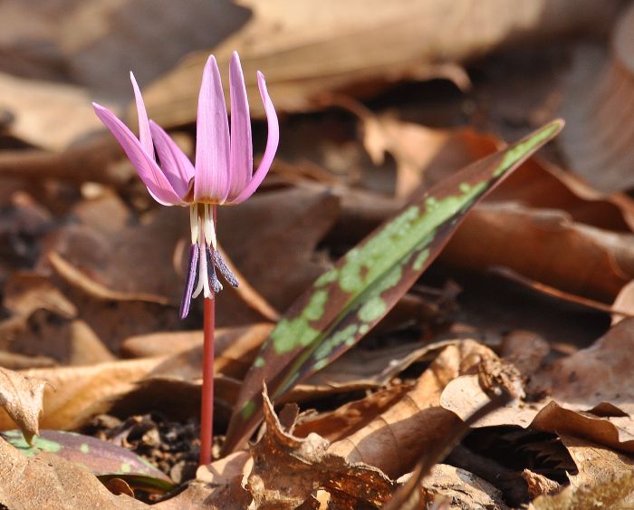 Erythronium dens-canis