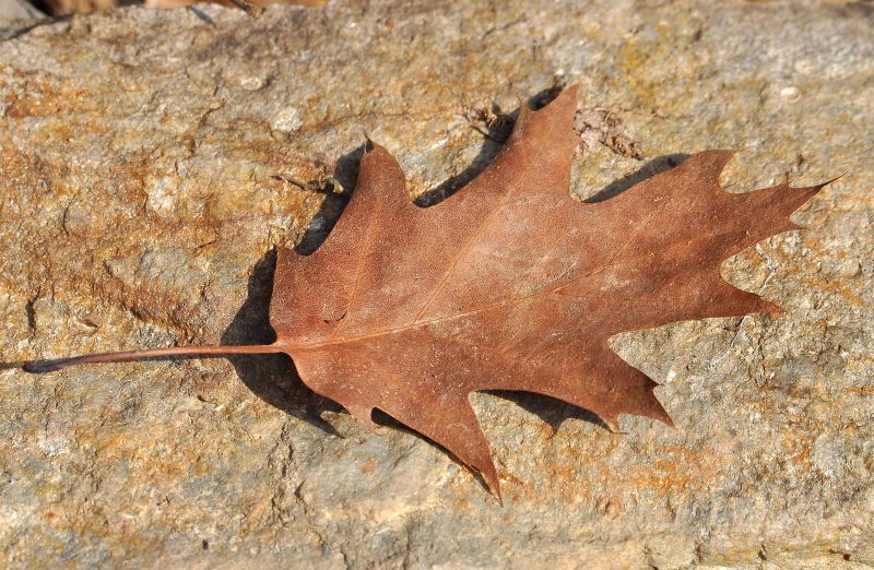 Forse quercia, ma quale? Quercus rubra