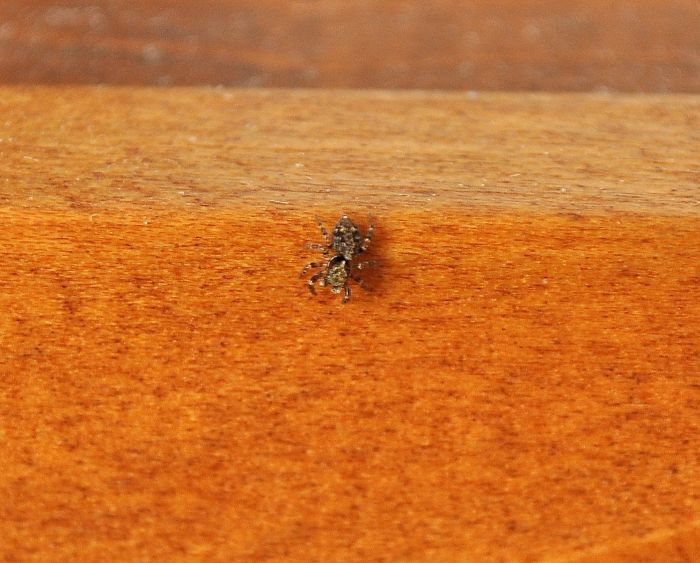 Salticidae: Pseudeuophrys sp. - Pogno (NO)