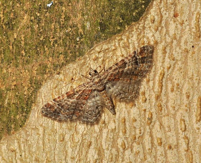 Gymnoscelis rufifasciata (Geometridae)