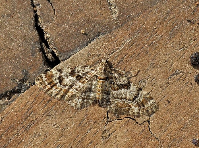 Gymnoscelis rufifasciata (Geometridae)