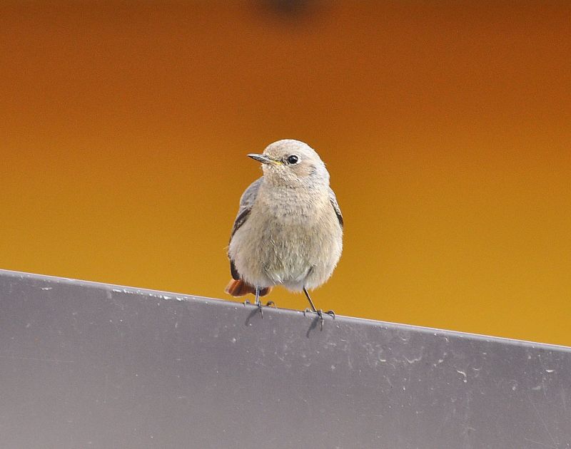 Codirosso?  S, Codirosso spazzacamino (Phoenicurus ochruros)