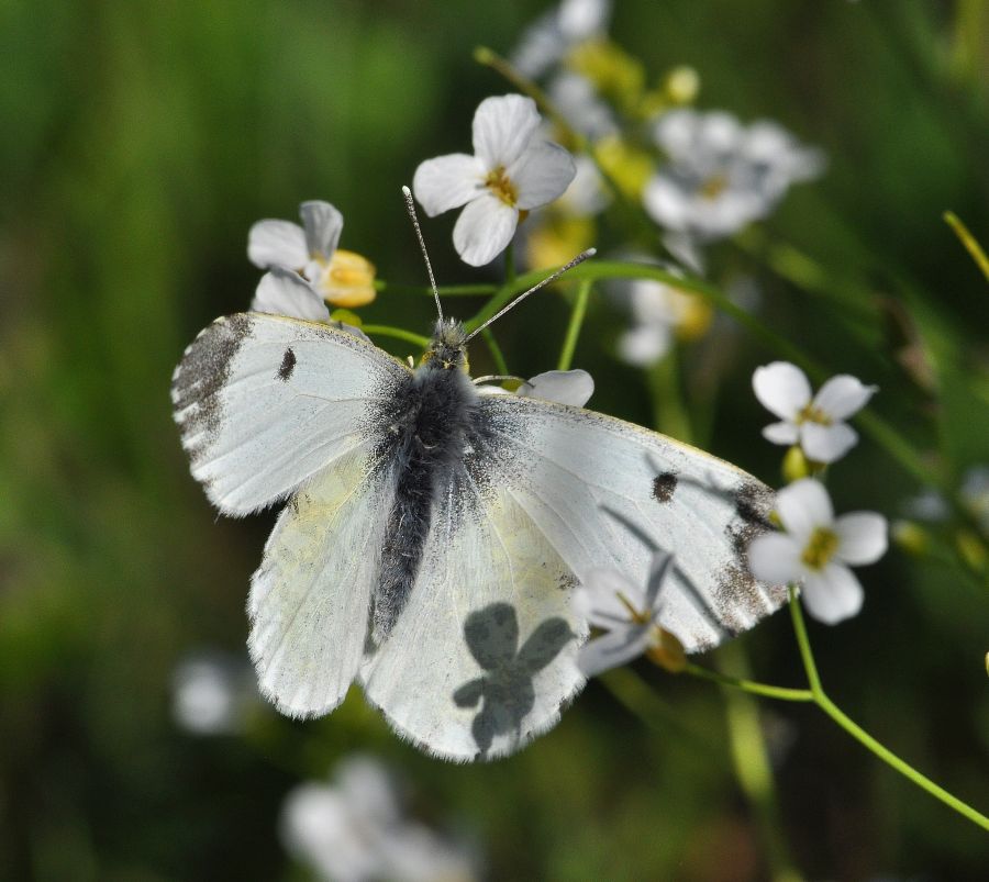 Gonepteryx rhamni e Anthocharis cardamines