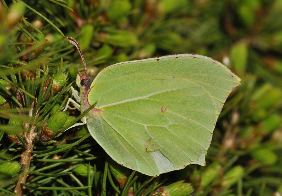 Gonepteryx rhamni e Anthocharis cardamines