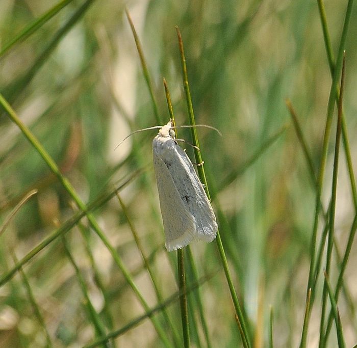 Pyrausta aeralis - Eana argentana